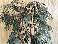 Kamerplant kunstplant - afbeelding 2 van  3