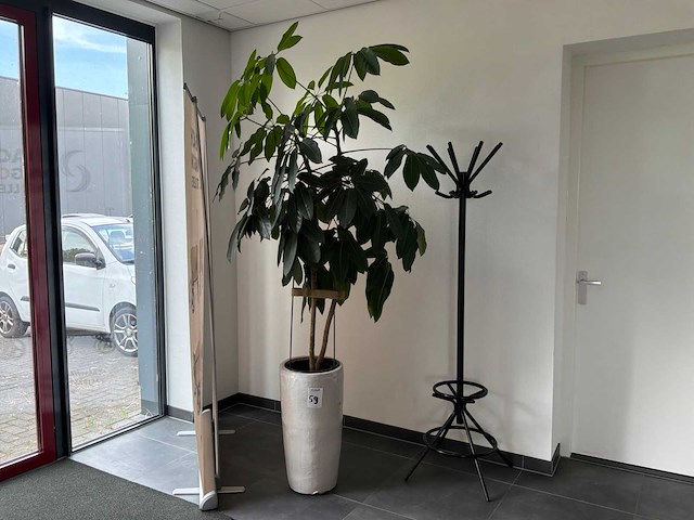 Kamerplant met pot (3x) - afbeelding 1 van  3