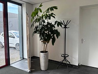 Kamerplant met pot (3x) - afbeelding 1 van  3