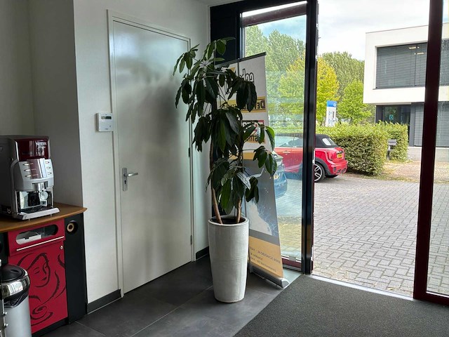 Kamerplant met pot (3x) - afbeelding 2 van  3