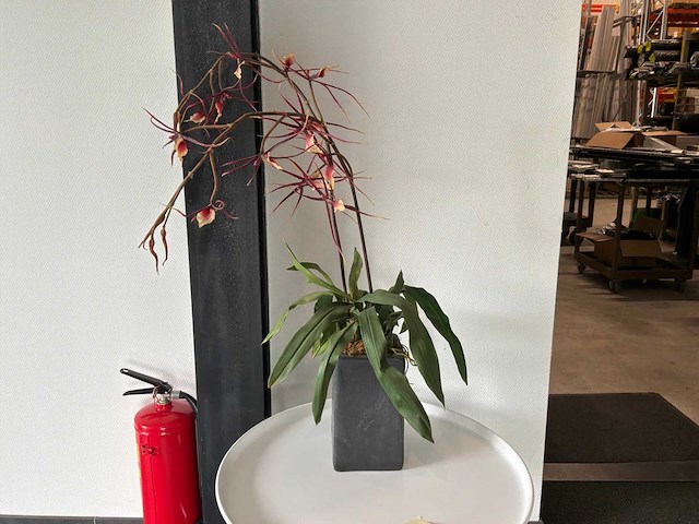Kamerplant met pot (3x) - afbeelding 3 van  3