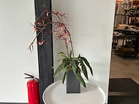 Kamerplant met pot (3x) - afbeelding 3 van  3