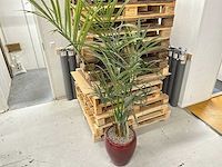 Kamerplant - afbeelding 1 van  3