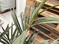 Kamerplant - afbeelding 2 van  3