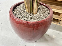 Kamerplant - afbeelding 3 van  3