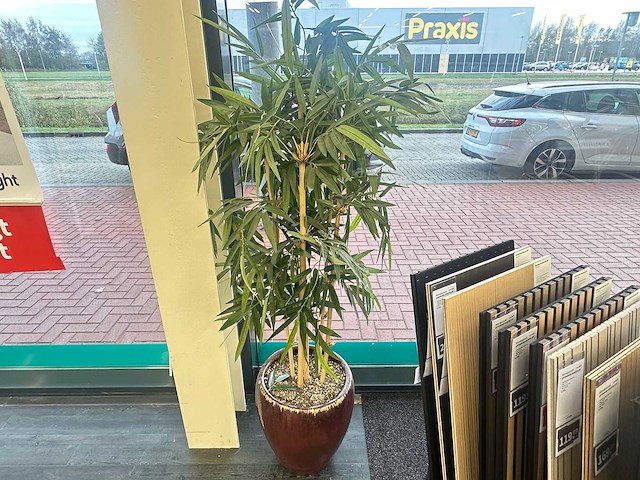 Kamerplant - afbeelding 1 van  3