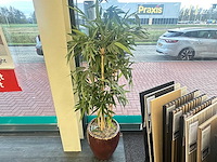 Kamerplant - afbeelding 1 van  3