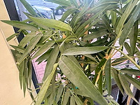 Kamerplant - afbeelding 2 van  3