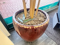 Kamerplant - afbeelding 3 van  3