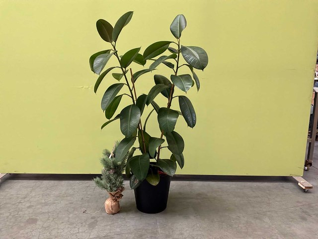 Kamerplant - afbeelding 1 van  3