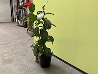 Kamerplant - afbeelding 2 van  3