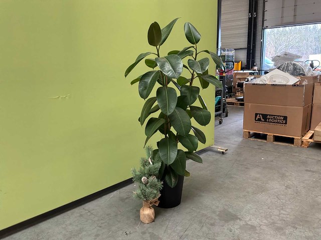 Kamerplant - afbeelding 3 van  3