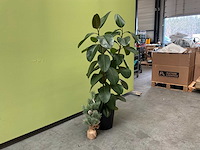 Kamerplant - afbeelding 3 van  3