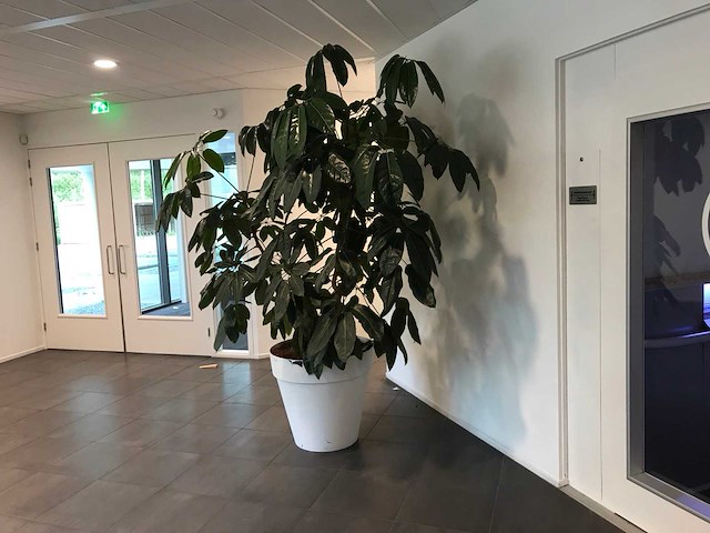 Kamerplant - afbeelding 1 van  3