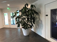 Kamerplant