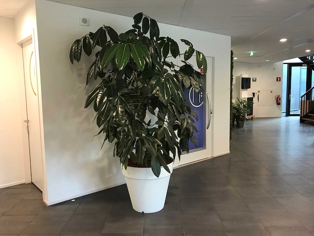 Kamerplant - afbeelding 2 van  3