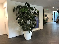Kamerplant - afbeelding 2 van  3