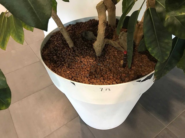Kamerplant - afbeelding 3 van  3
