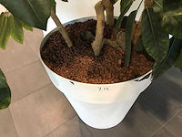 Kamerplant - afbeelding 3 van  3