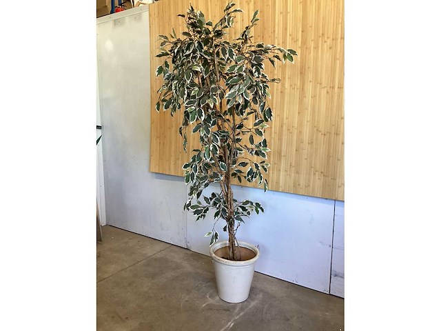 Kamerplant - afbeelding 2 van  4