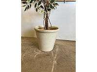 Kamerplant - afbeelding 4 van  4