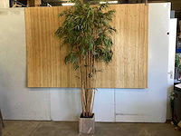 Kamerplant - afbeelding 1 van  3