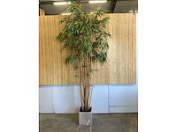 Kamerplant - afbeelding 2 van  3