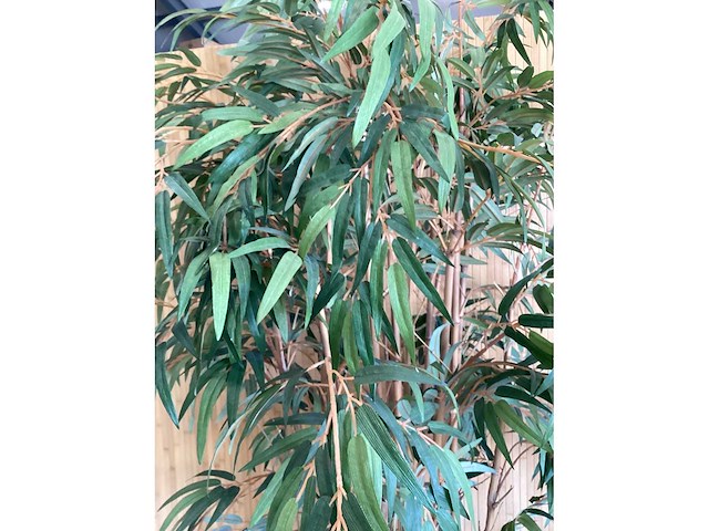 Kamerplant - afbeelding 3 van  3