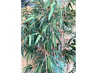 Kamerplant - afbeelding 3 van  3