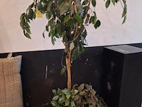 Kamerplant - afbeelding 1 van  3
