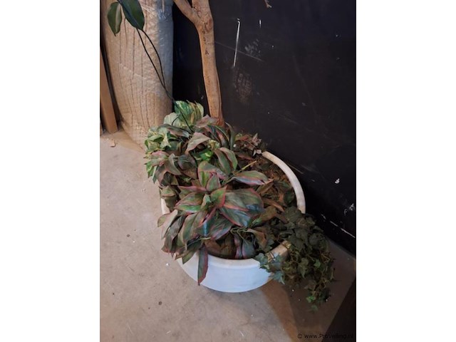 Kamerplant - afbeelding 2 van  3