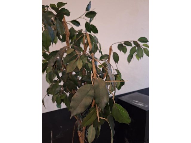 Kamerplant - afbeelding 3 van  3