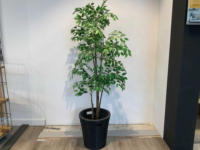 Kamerplant - afbeelding 1 van  3