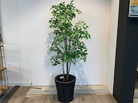 Kamerplant - afbeelding 1 van  3