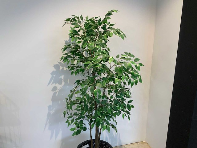 Kamerplant - afbeelding 2 van  3
