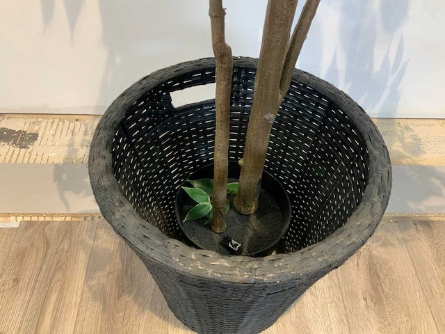 Kamerplant - afbeelding 3 van  3