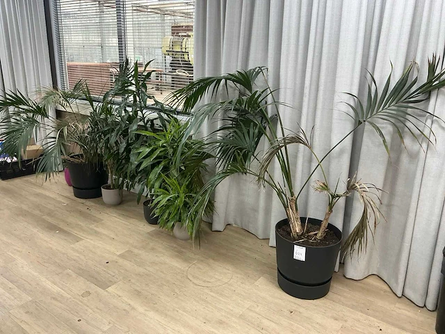 Kamerplanten en raamdecoratie - afbeelding 1 van  5