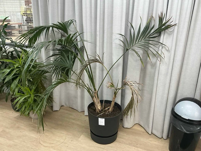 Kamerplanten en raamdecoratie - afbeelding 2 van  5