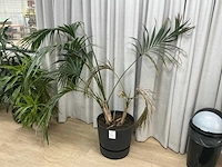 Kamerplanten en raamdecoratie - afbeelding 2 van  5