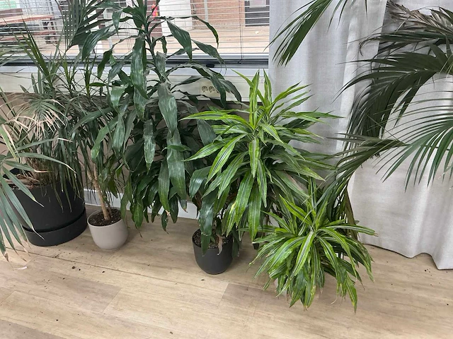Kamerplanten en raamdecoratie - afbeelding 3 van  5