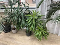 Kamerplanten en raamdecoratie - afbeelding 3 van  5
