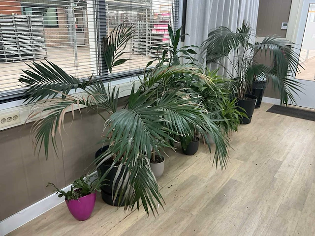 Kamerplanten en raamdecoratie - afbeelding 4 van  5