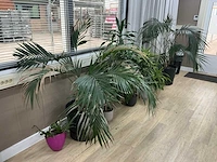Kamerplanten en raamdecoratie - afbeelding 4 van  5
