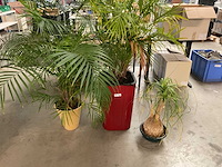 Kamerplanten - afbeelding 1 van  1