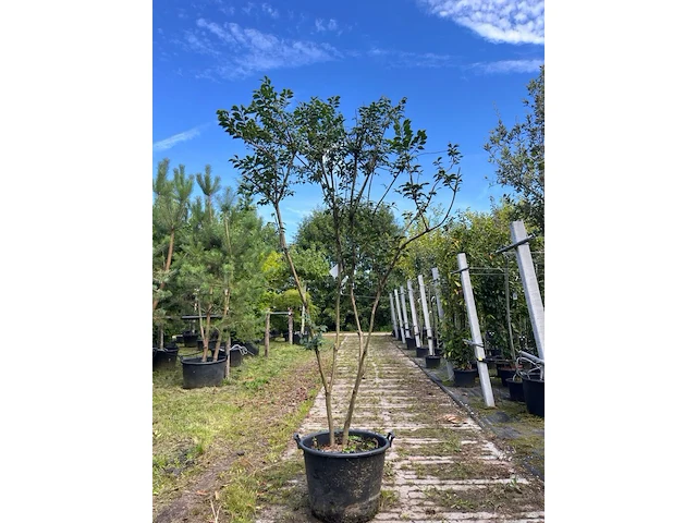 Kardinaalshoed, euonymus 'compactus', solitair, rode herfstkleur, ca. 175-200 cm - afbeelding 1 van  1