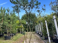 Kardinaalshoed, euonymus 'compactus', solitair, rode herfstkleur, ca. 175-200 cm