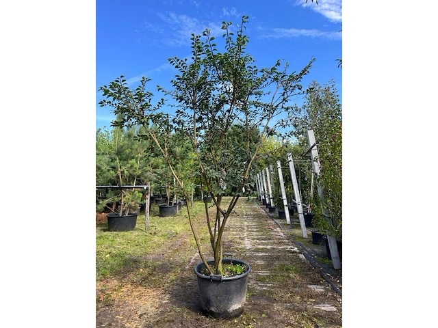 Kardinaalshoed, euonymus 'compactus', solitair, rode herfstkleur, ca. 175-200 cm - afbeelding 1 van  1
