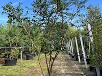 Kardinaalshoed, euonymus 'compactus', solitair, rode herfstkleur, ca. 175-200 cm