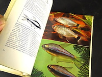 Karperzalmen in het aquarium - afbeelding 5 van  5