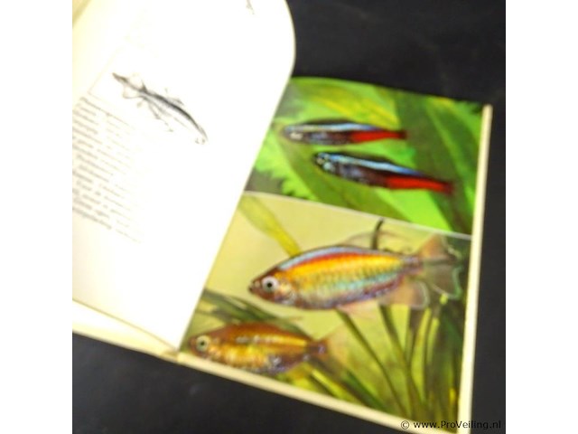 Karperzalmen in het aquarium - afbeelding 4 van  5